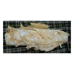 10-Pieces Brand New Full Animal Natural White Goat skins Medium / Thick by Vellum Wasim
