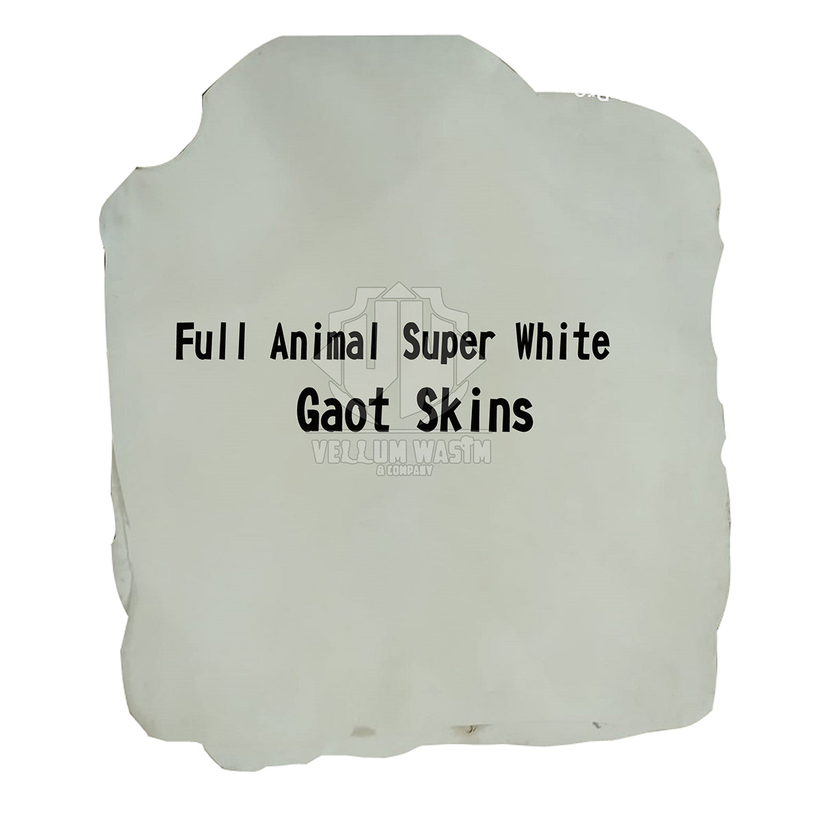 10-Pieces Brand New Full Animal Super White Goat skins Medium / Thick by Vellum Wasim