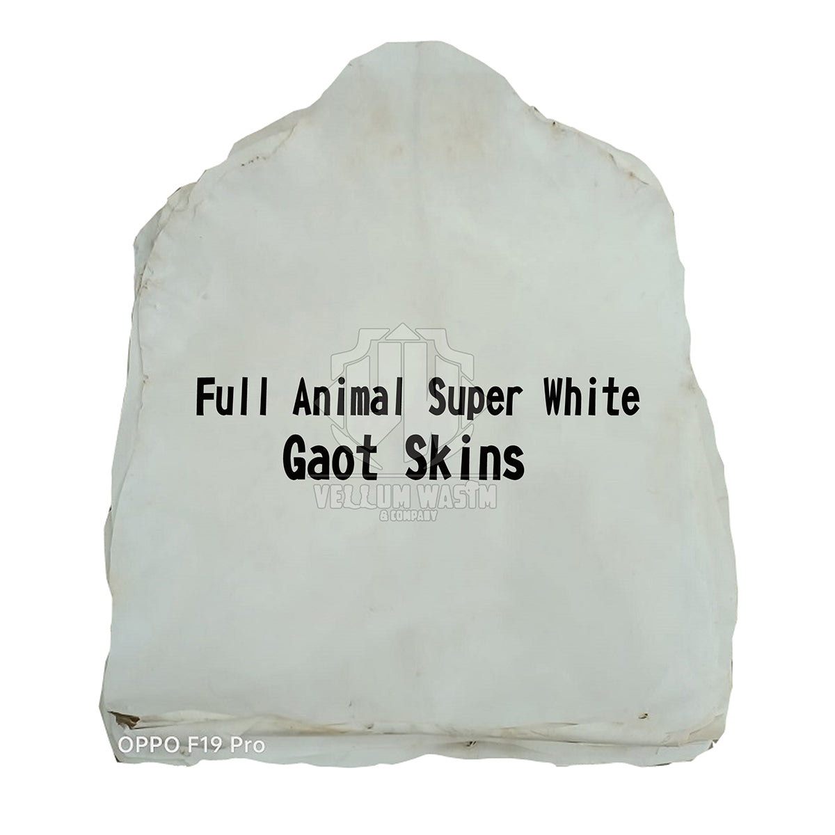 10-Pieces Brand New Full Animal Super White Goat skins Medium / Thick by Vellum Wasim